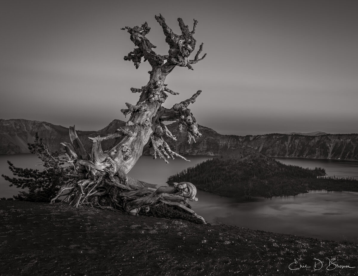 Lone tree at Crater Lake
