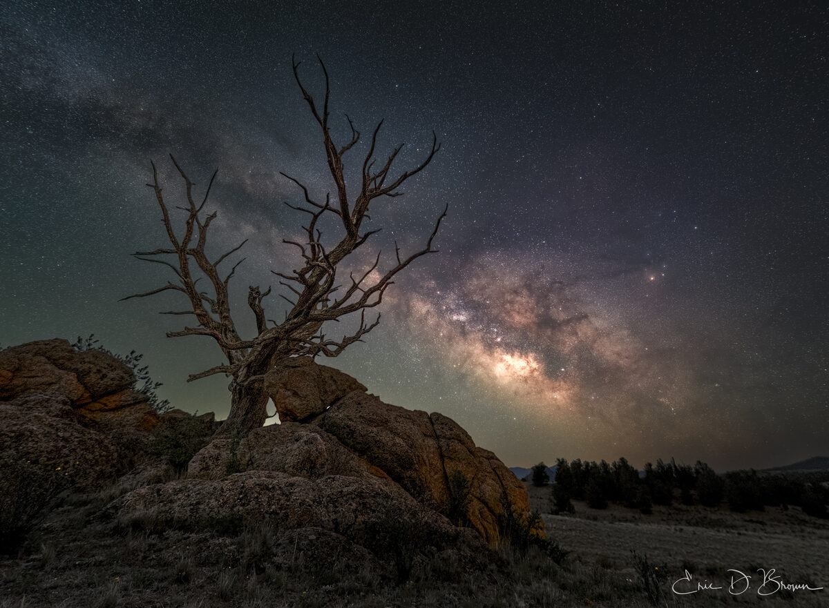 Milky Way over a dead tree